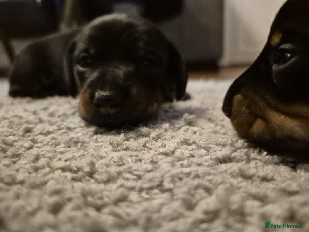 Miniature Dachshund dogs for sale: Beautiful miniature dachshunds  - Advert 9