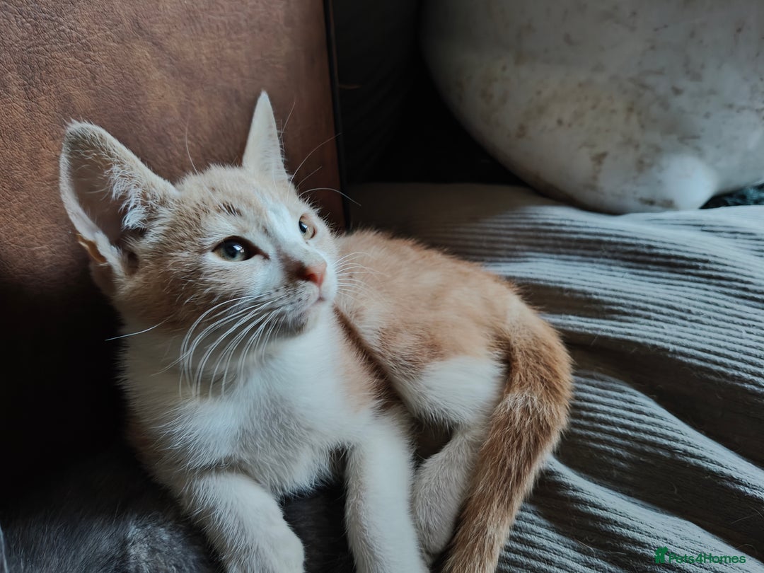 Mixed Breed cats for sale: Last 3 Gorgeous kittens ready to go now - Image 20