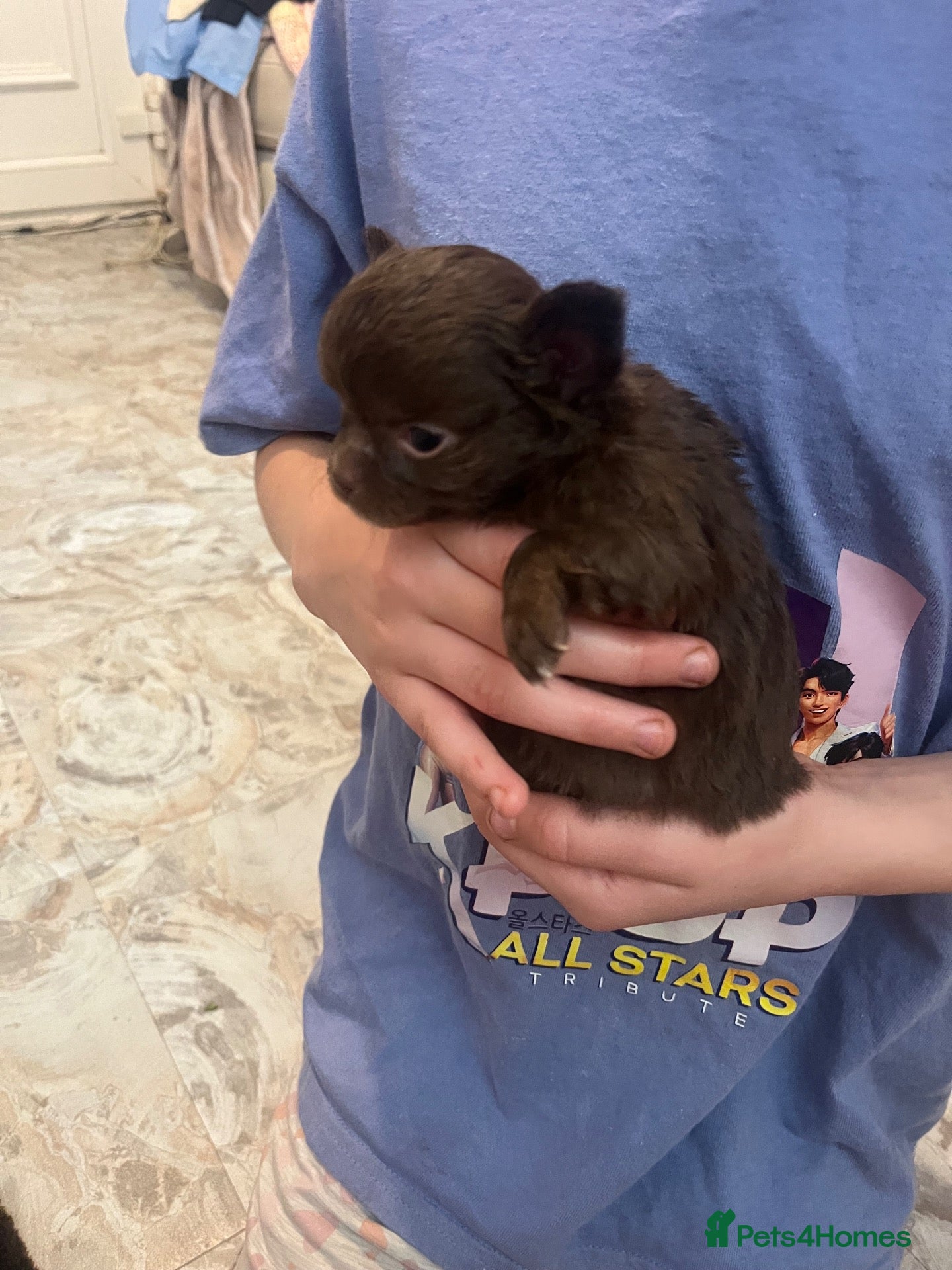 Chihuahua dogs Rare stunning chocolate chihuahua  - Advert 16