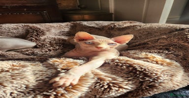 Sphynx cats - Advert 4