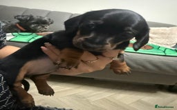 Miniature Dachshund dogs for sale: 2 miniature dachshunds - Image 8