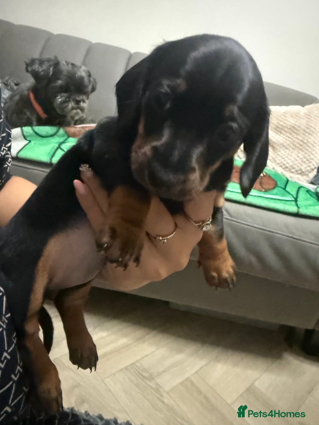 Miniature Dachshund dogs for sale: 2 miniature dachshunds - Image 8