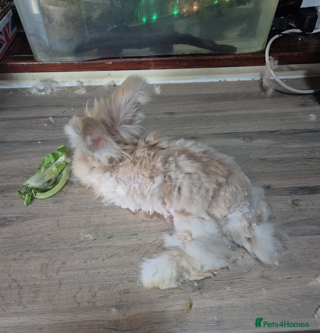 Angora rabbits for sale: Gorgeous Angora Rabbits, Pure Bred Full Faced. - Advert 2