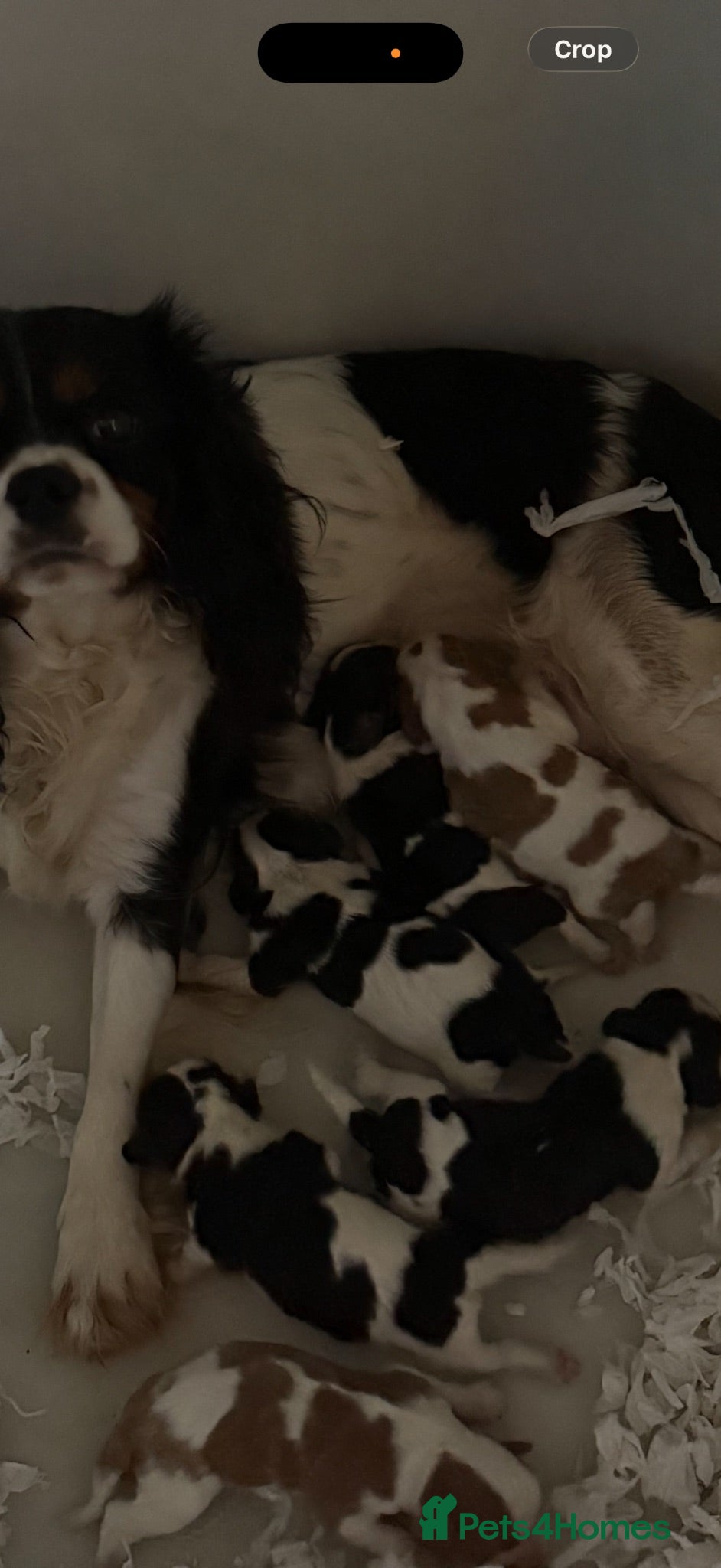 Cavalier King Charles Spaniel dogs 🐶Kc cavalier dna clear puppies 🐶 - Advert 2