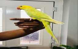 Ringnecks birds for sale: Beautiful coloured ringneck parrots for sale. - Image 2