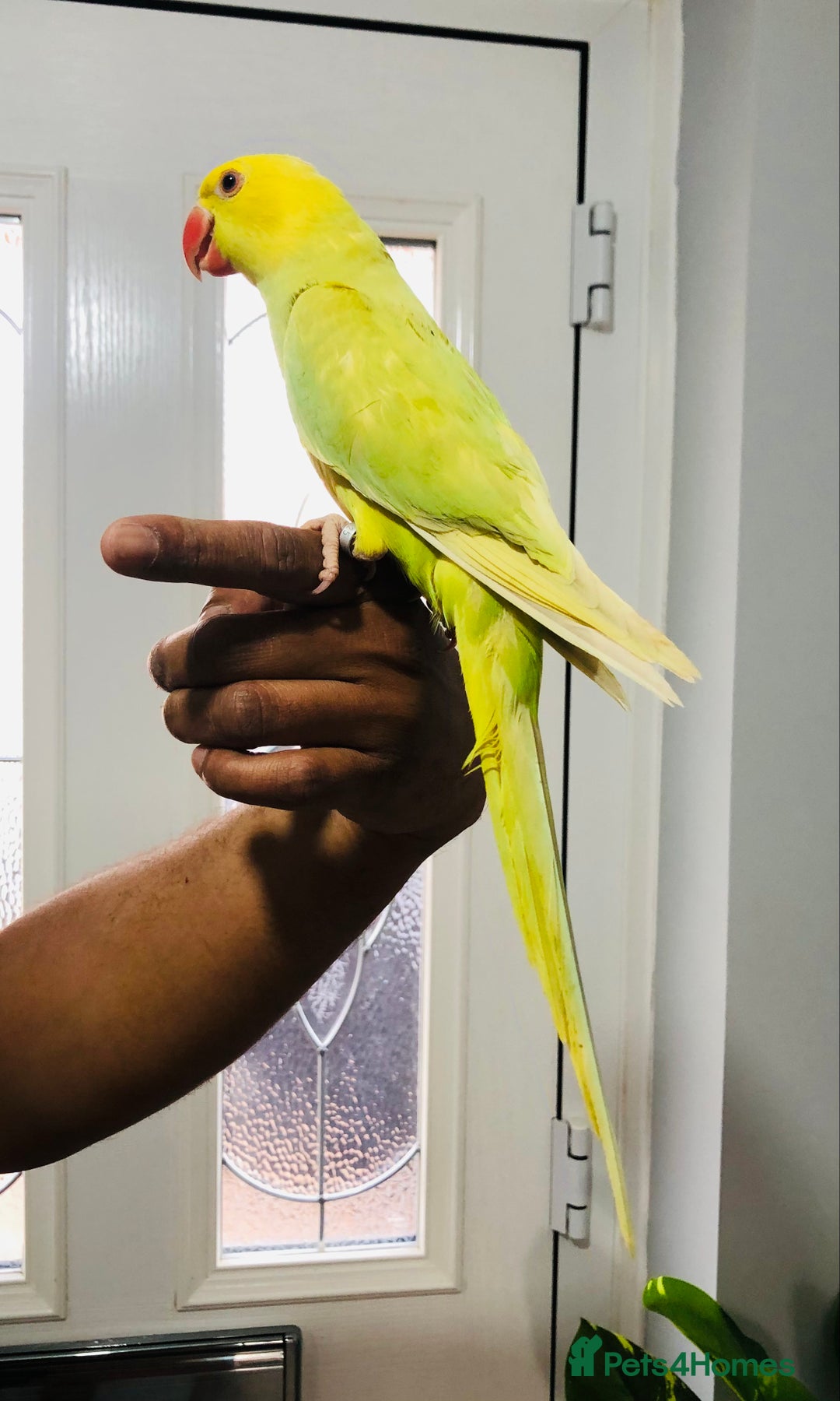 Ringnecks birds for sale: Beautiful coloured ringneck parrots for sale. - Image 2