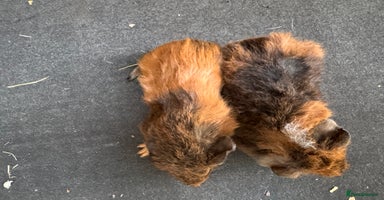 Guinea Pig rodents - Advert 11