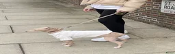 Italian Greyhound dogs for sale: Italian Greyhound puppies  in London - Advert 20