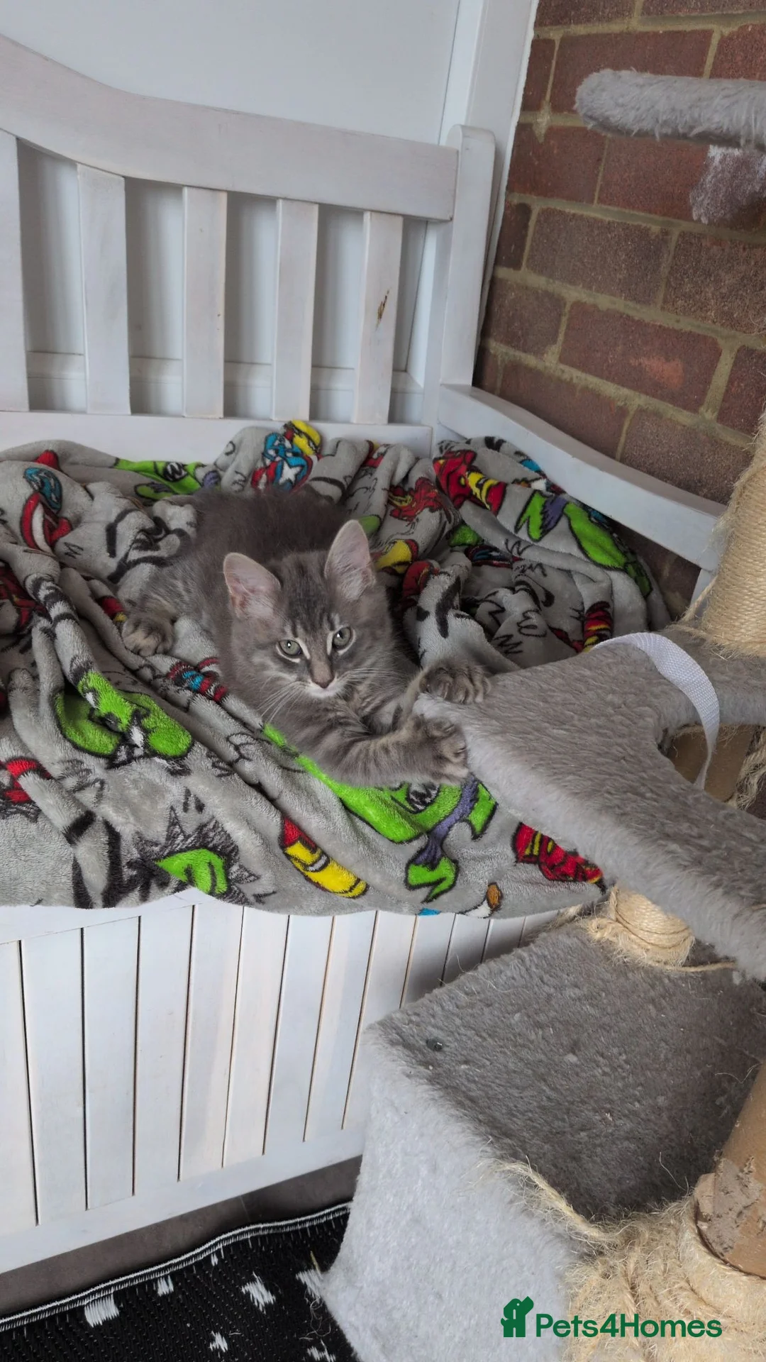 Mixed Breed cats for sale: Kittens available  in Herne Bay - Advert 2