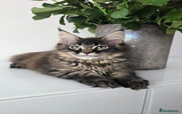 Maine Coon cats for sale: TICA registered maine coon girl READY TO NEW HOME  - Image 2