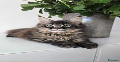 Maine Coon cats - Advert 1