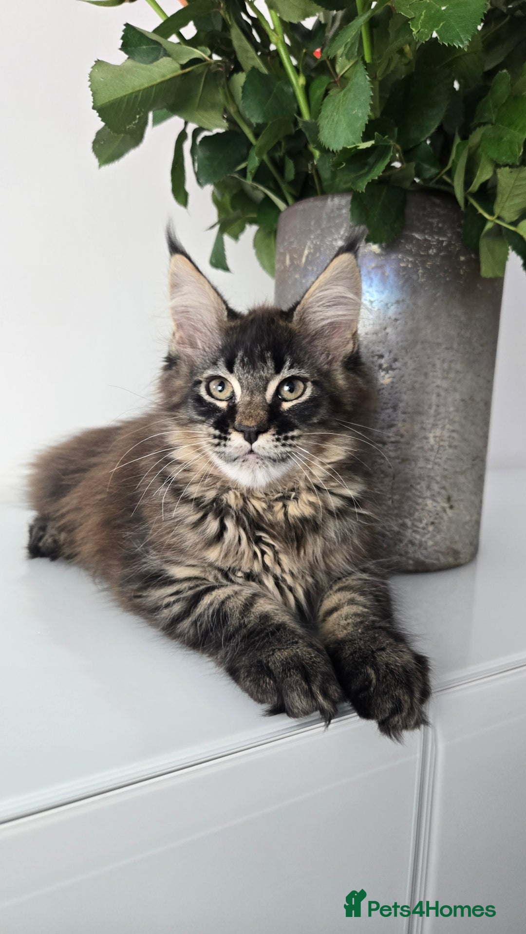 Maine Coon cats for sale: TICA registered maine coon girl READY TO NEW HOME  - Image 2