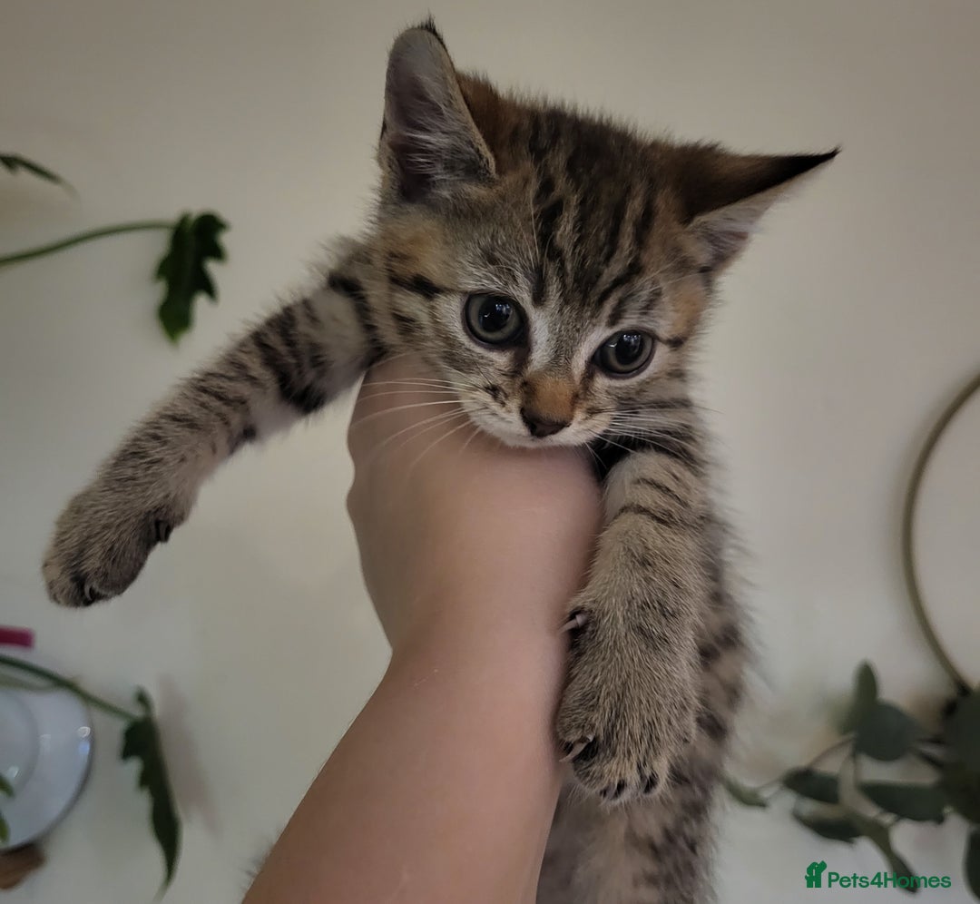 Domestic Shorthair cats for sale: 4 playful kittens ready for new homes  - Image 4