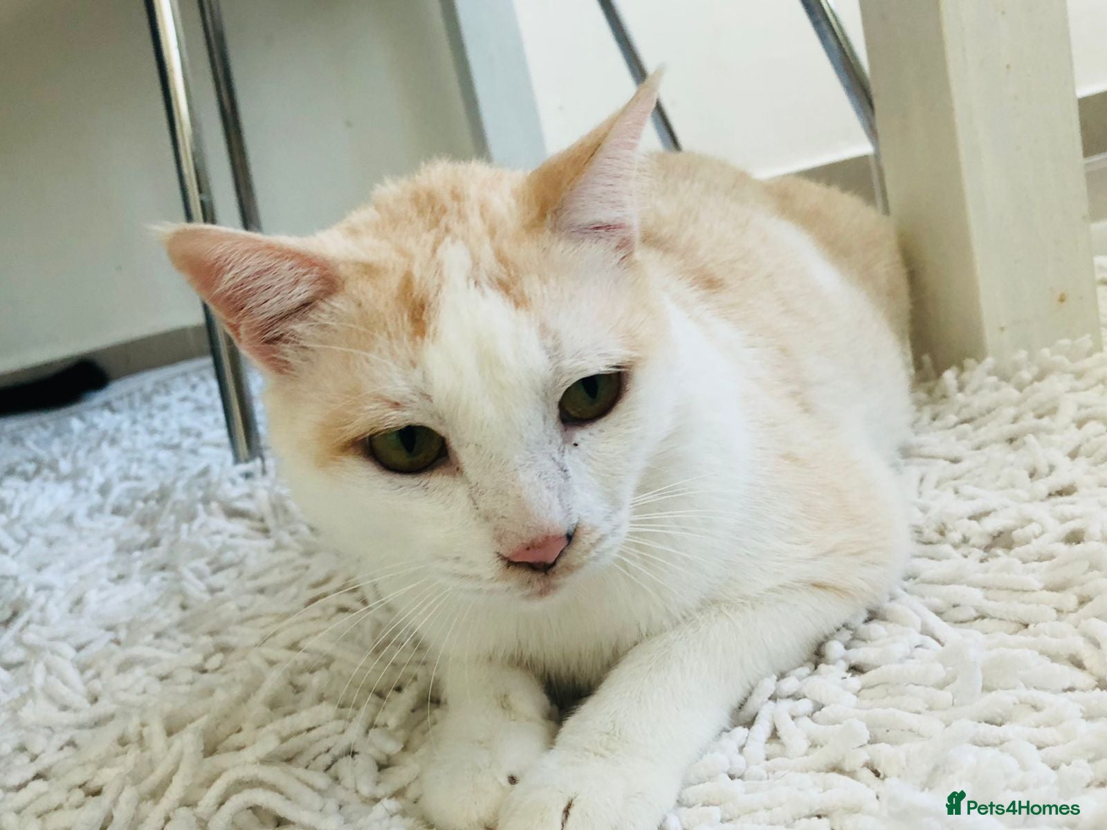 Mixed Breed cats MARMIE -AFFECTIONATE CALM SINGLE CAT SPAYED  - Advert 1