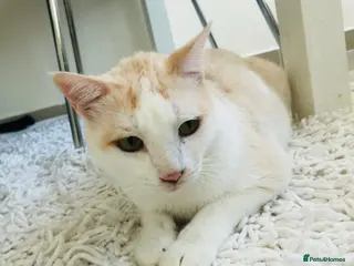 Mixed Breed cats MARMIE -AFFECTIONATE CALM SINGLE CAT SPAYED - Advert 1