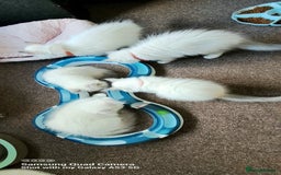 Ragdoll cats for sale: GCCF REG 6 fluffy kittens - Image 2