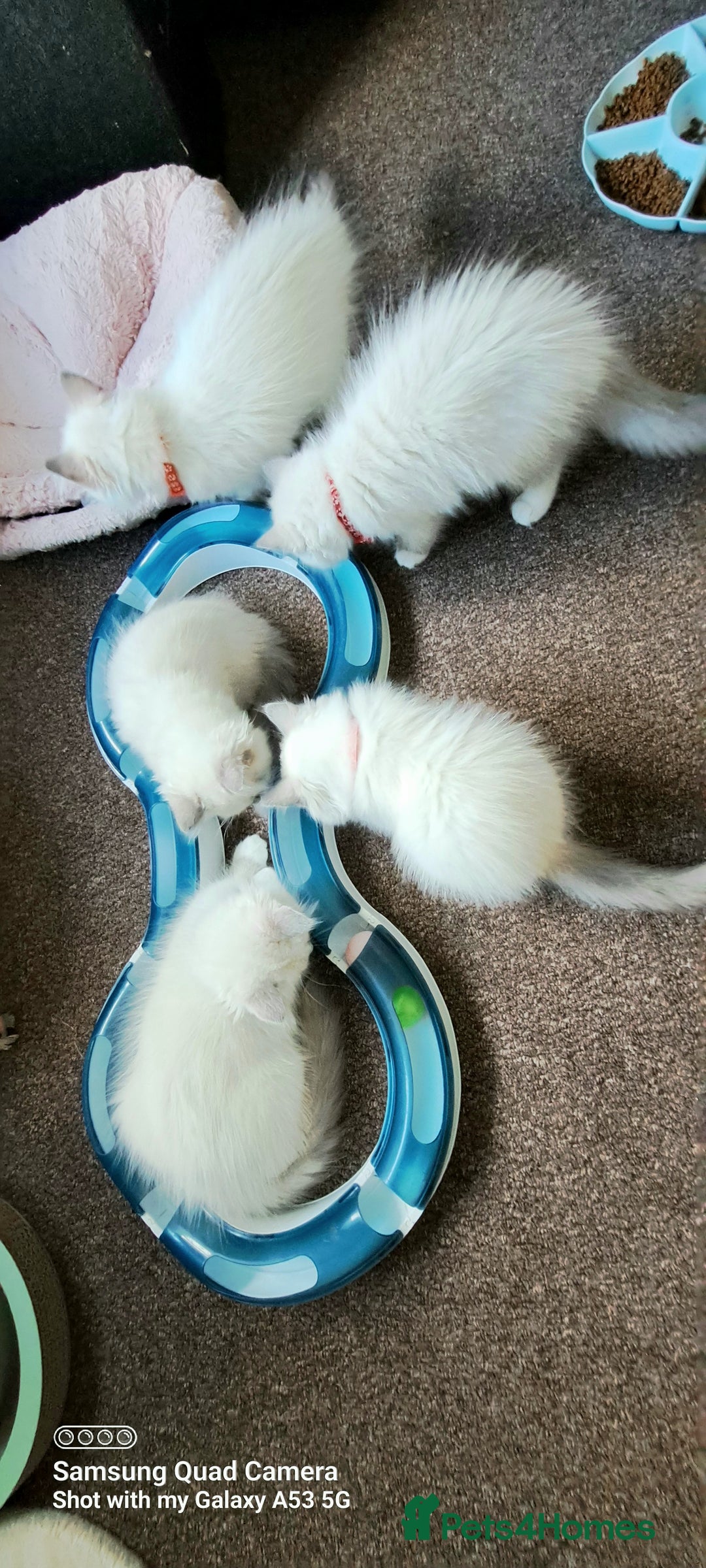 Ragdoll cats for sale: GCCF REG 6 fluffy kittens - Image 2