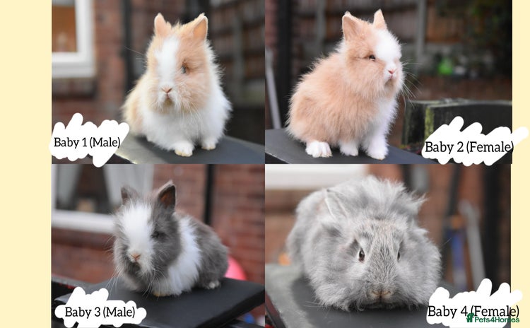 Mixed Breed rabbits - Advert 3