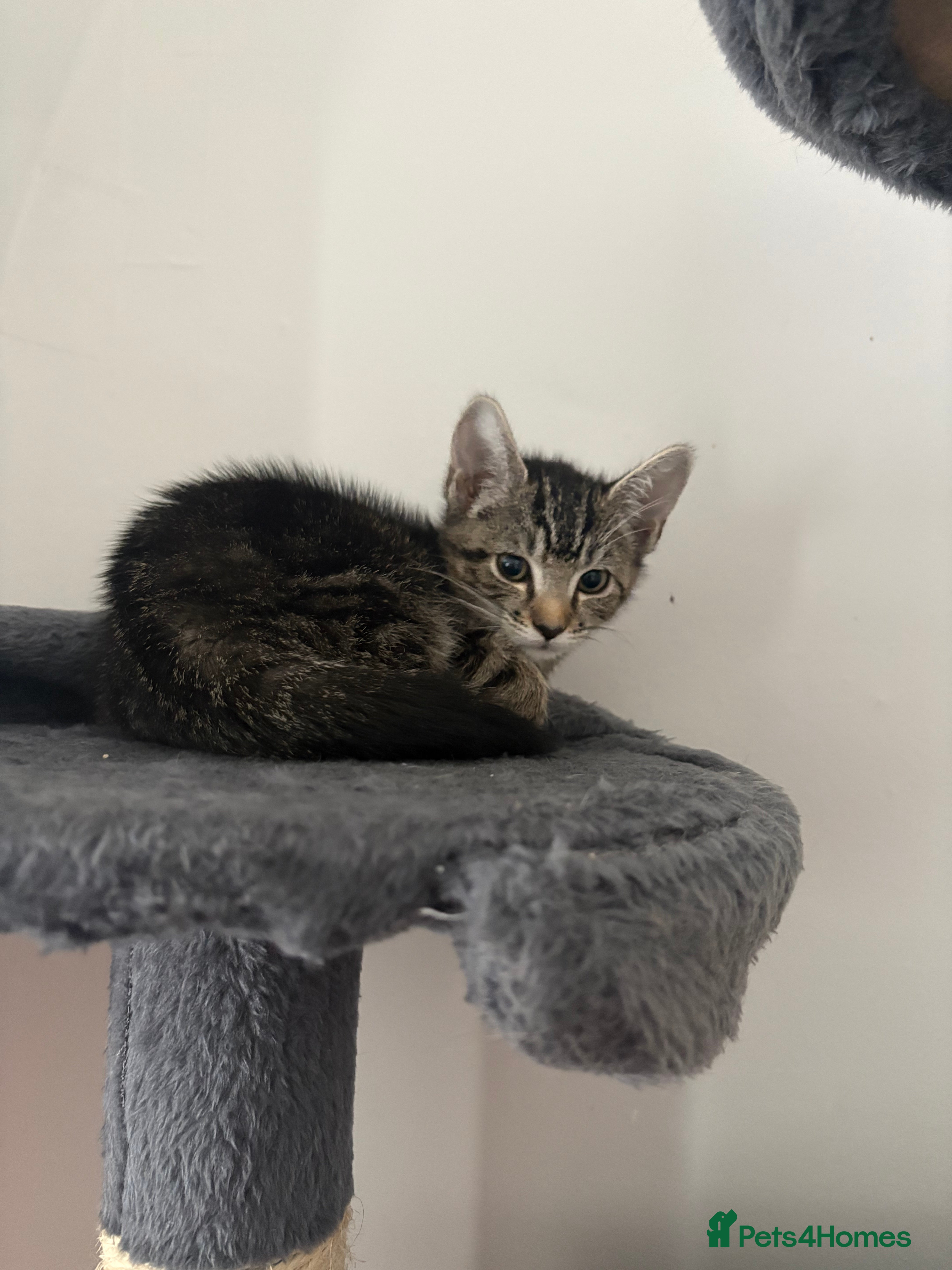 Mixed Breed cats female tabby kitten looking for her forever home  in Wisbech - Advert 8