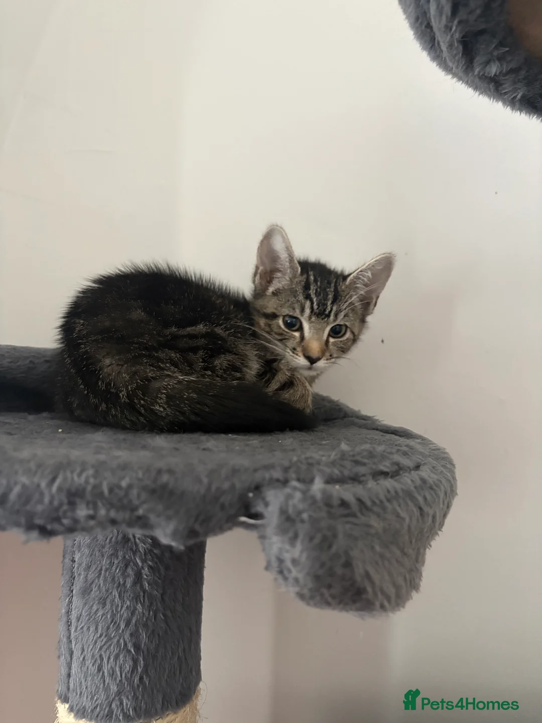 Mixed Breed cats for sale: female tabby kitten looking for her forever home  in Wisbech - Advert 1