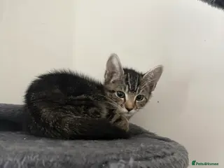 Mixed Breed cats female tabby kitten looking for her forever home in Wisbech - Advert 8