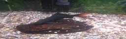 Other/Mixed Breed fish for sale: Rainbow Shark, Red-Tailed Catfish, Brown Bullhead - Advert 2