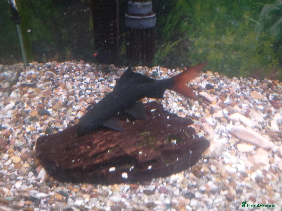 Other/Mixed Breed fish for sale: Rainbow Shark, Red-Tailed Catfish, Brown Bullhead - Advert 2