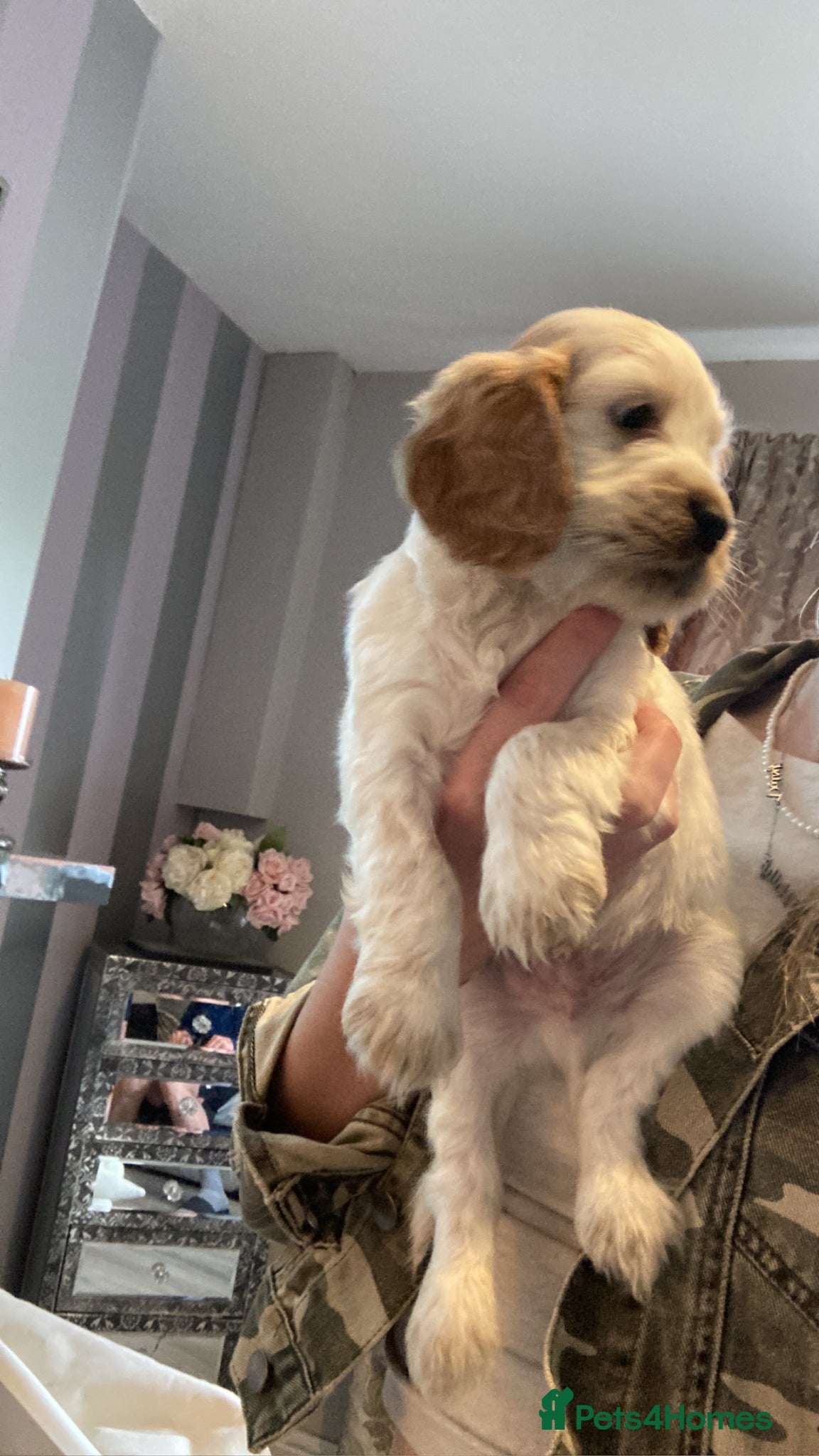 Cockapoo dogs for sale: 8 cockapoo puppys - Advert 3