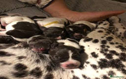 German Shorthaired Pointer dogs for sale: Stunning KC Reg German shorthaired pointers  - Image 6