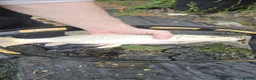 Pond Fish fish for sale: Koi carp / grass carp - Advert 10