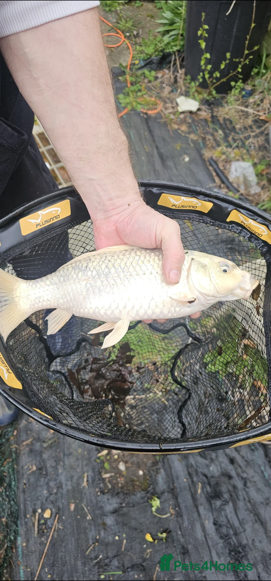 Pond Fish fish for sale: Koi carp / grass carp - Advert 10