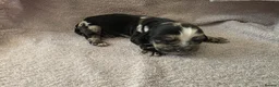 Cocker Spaniel dogs for sale: Cocker spaniel puppies  - Advert 10