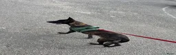 German Shepherd dogs for sale: DUTCH SHEPHERD  - Advert 2