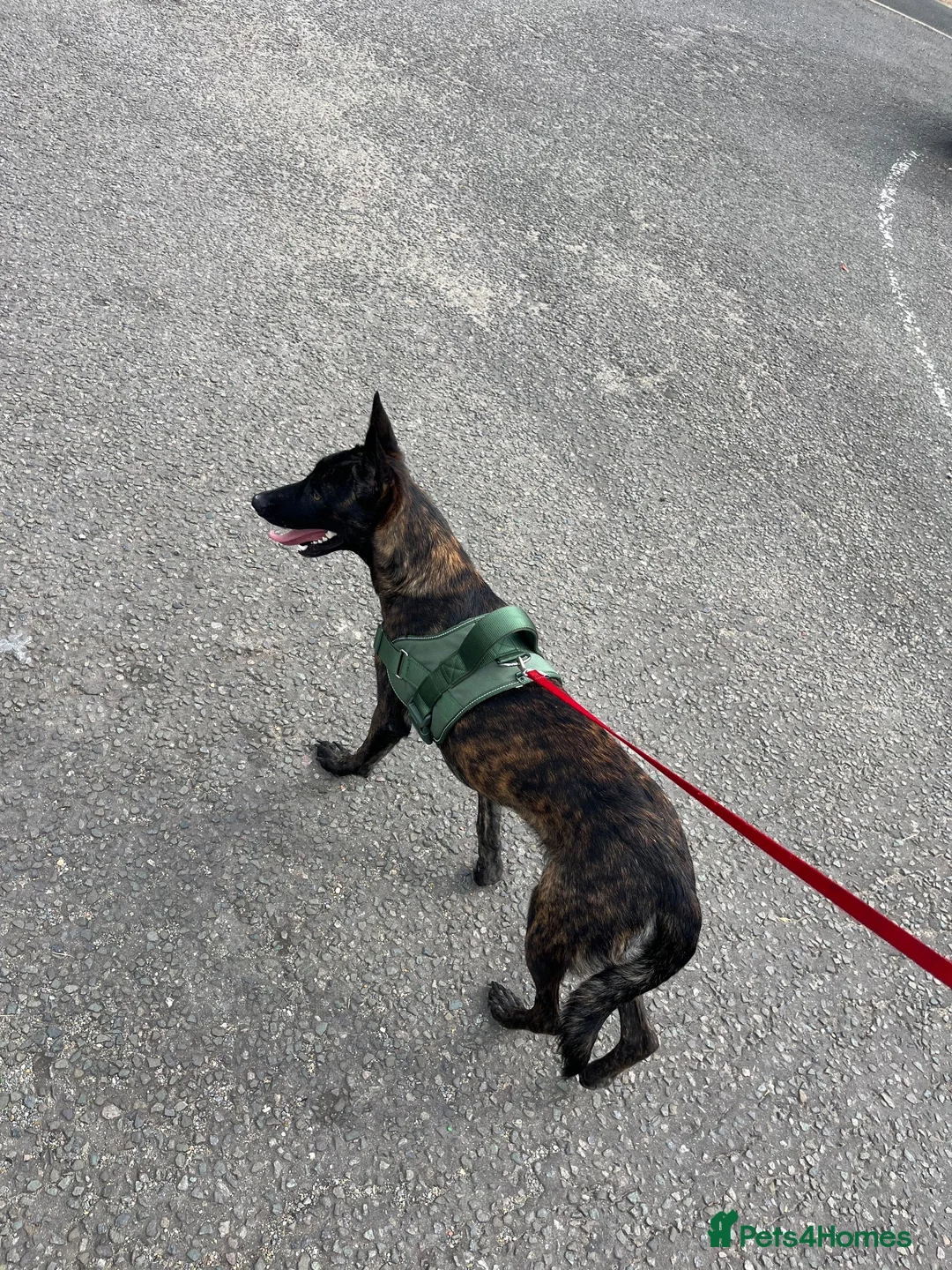 German Shepherd dogs for sale: DUTCH SHEPHERD  - Advert 2