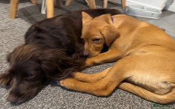 Labrador Retriever dogs for sale: Beautiful Labrador  - Image 7