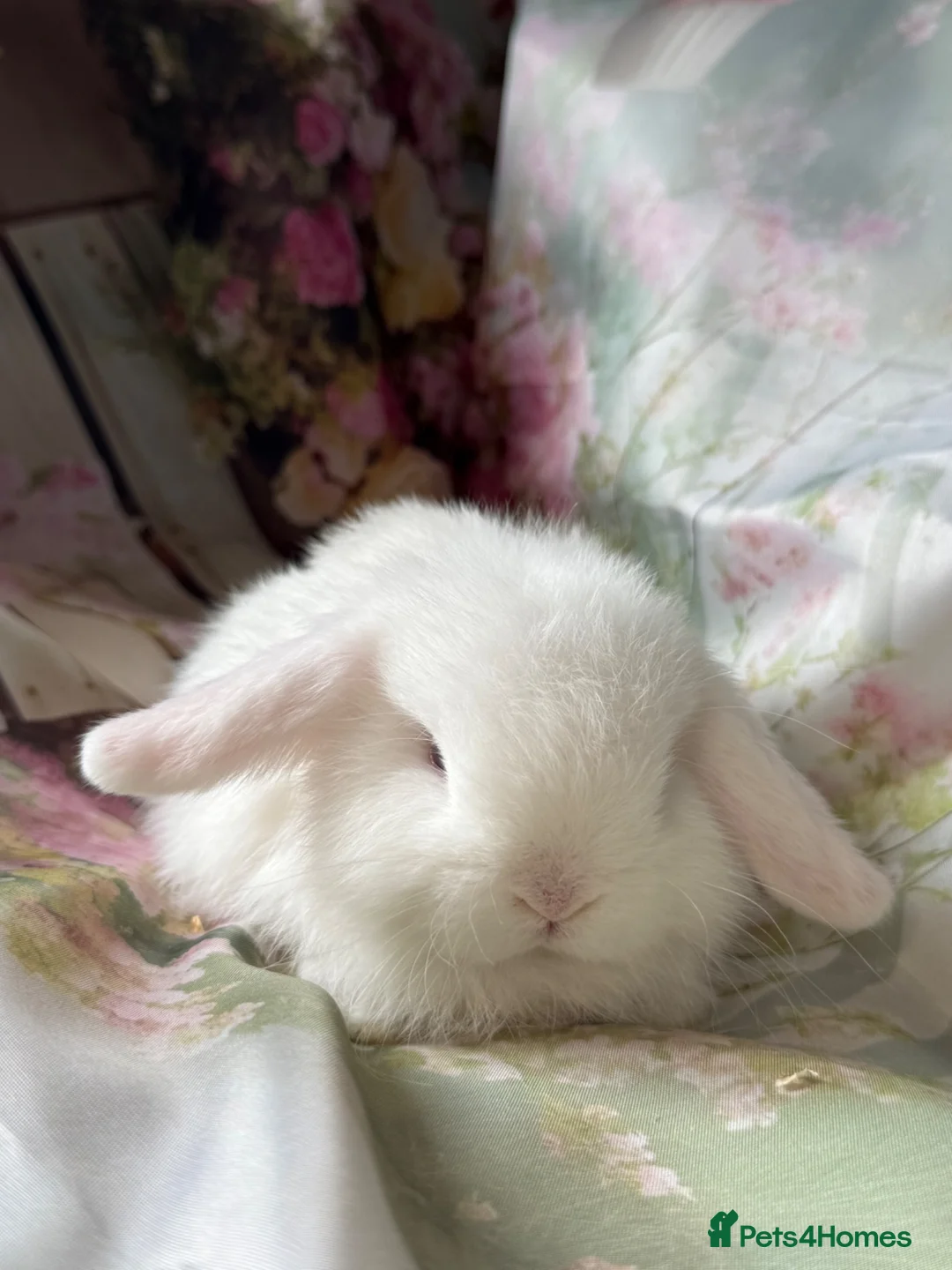 Mini Lop rabbits for sale: Blue eyed white boy  - Advert 4