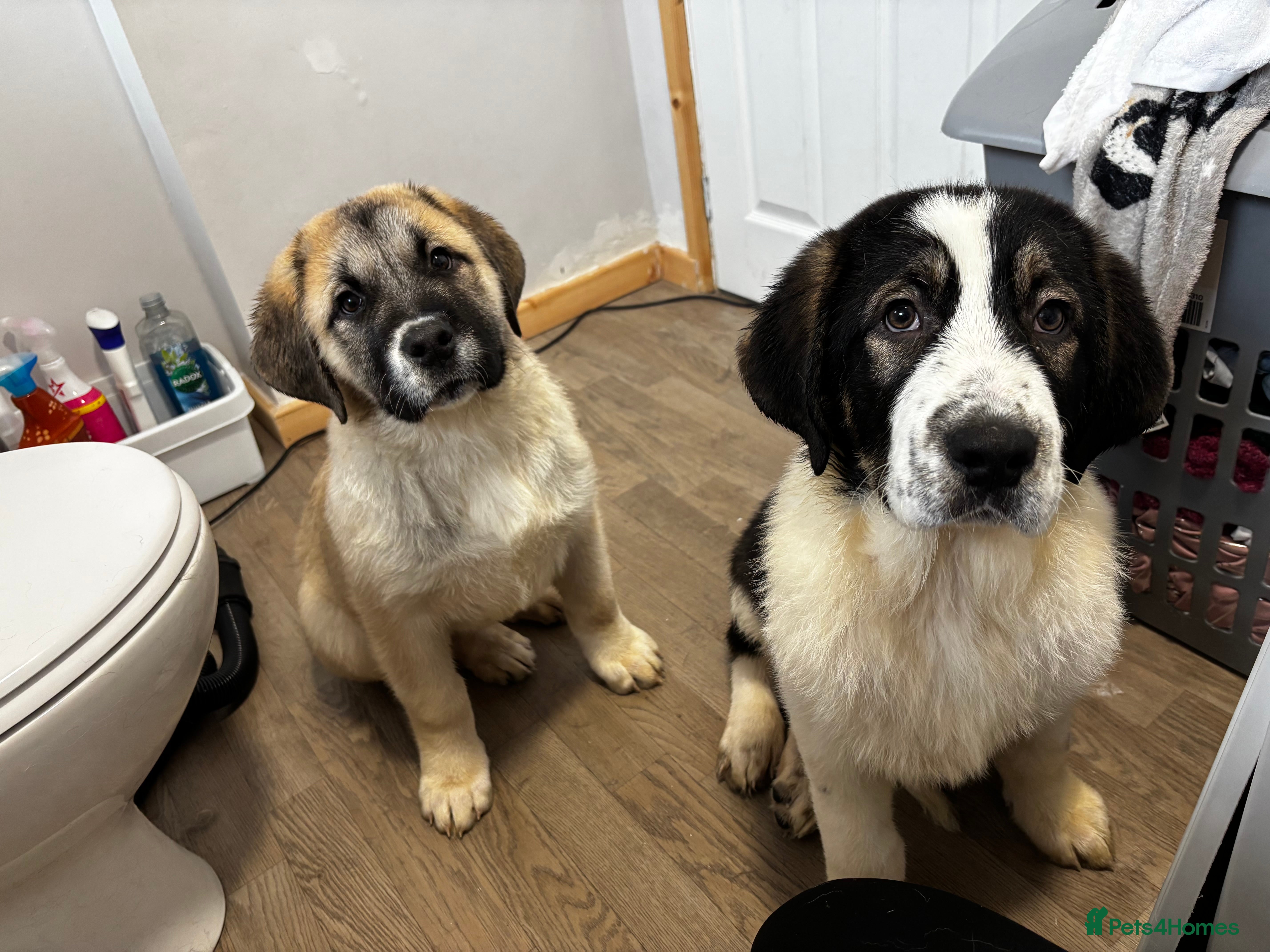 Mixed Breed dogs Alibi x Caucasian Shepherd pups - Advert 11