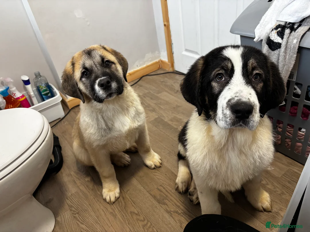 Mixed Breed dogs for sale: Alibi x Caucasian Shepherd pups - Advert 1