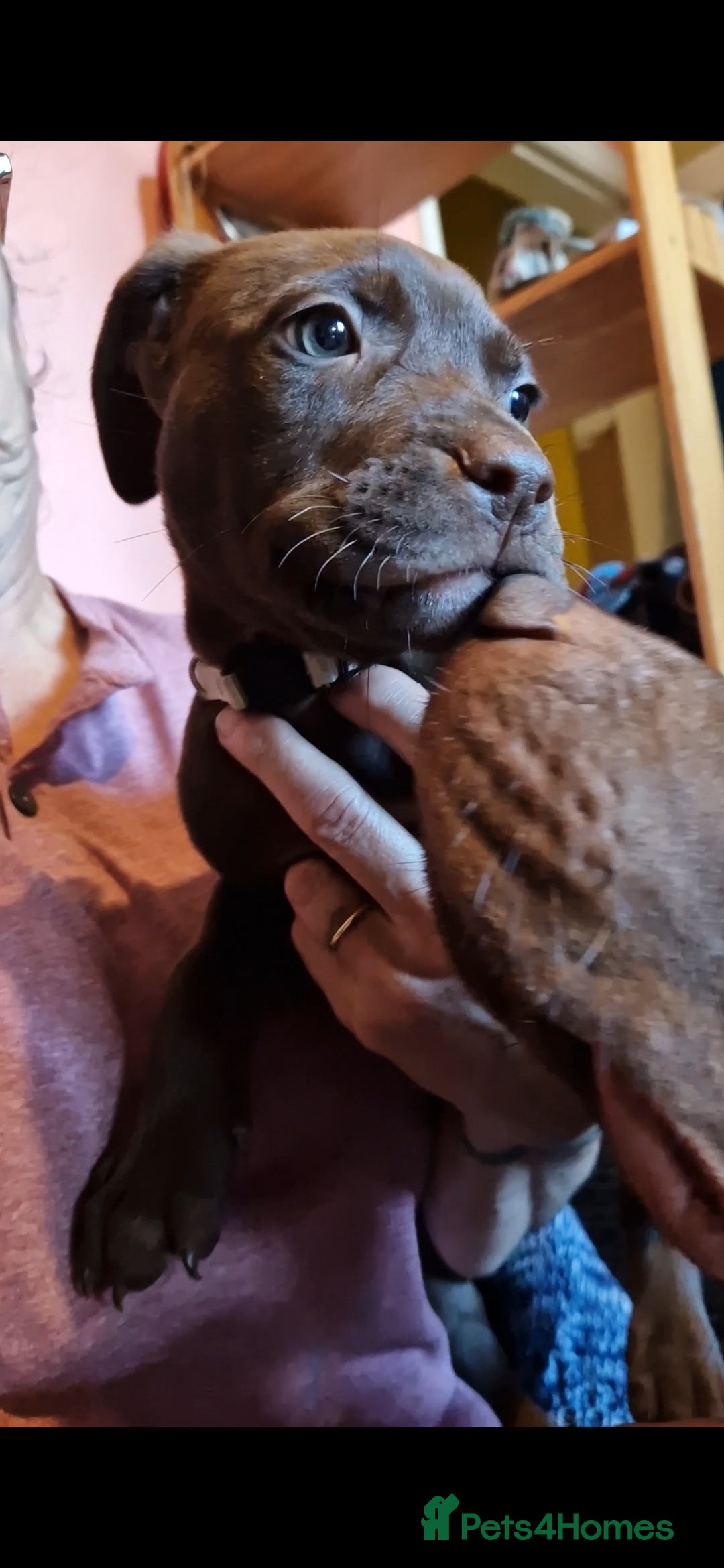 Mixed Breed dogs for sale: Doberman/labrador x american bulldog/english staff - Advert 6