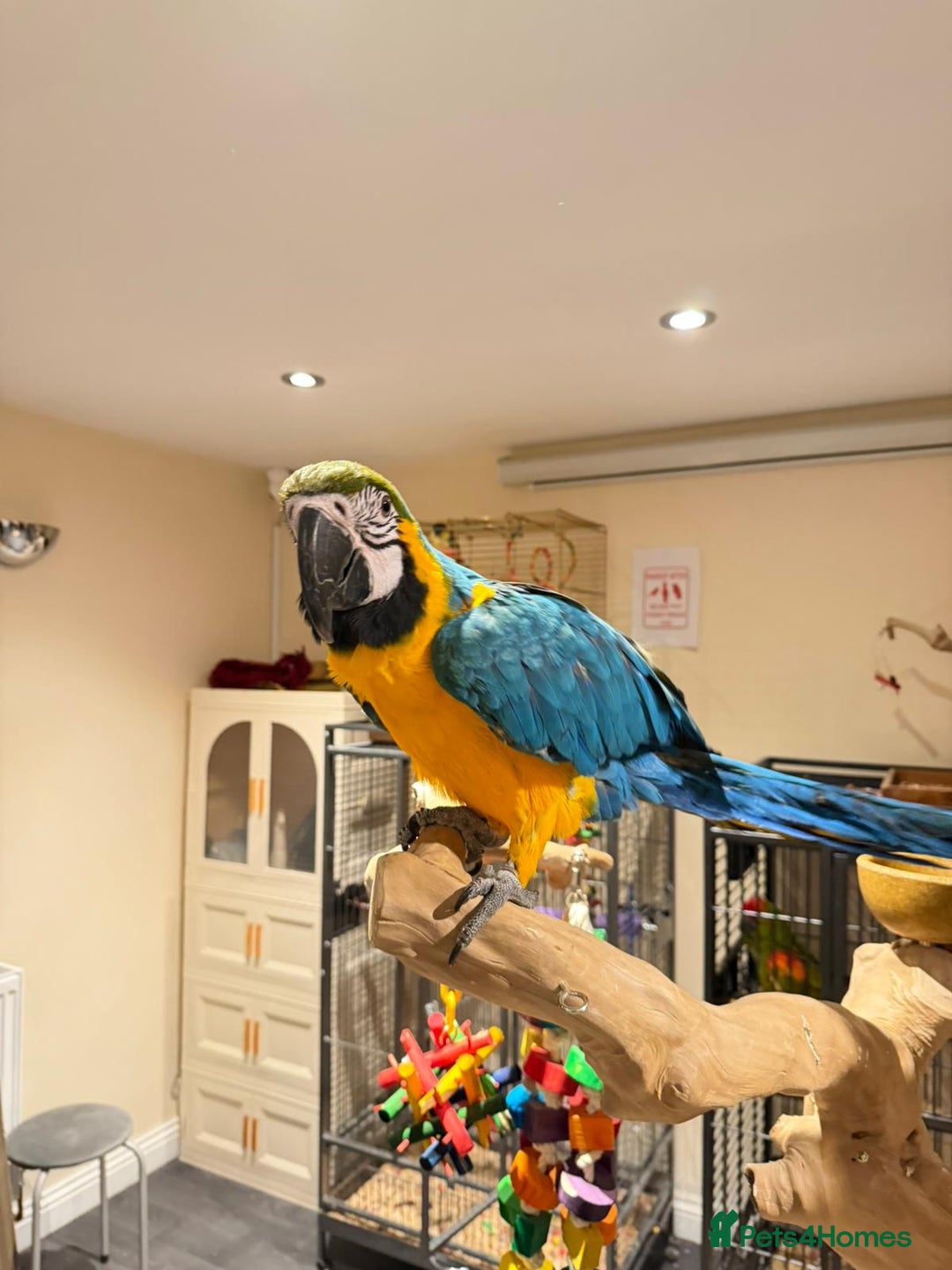Budgerigars birds for sale: For Sale- Female Blue & Gold Macaw (10 Months Old) - Advert 4