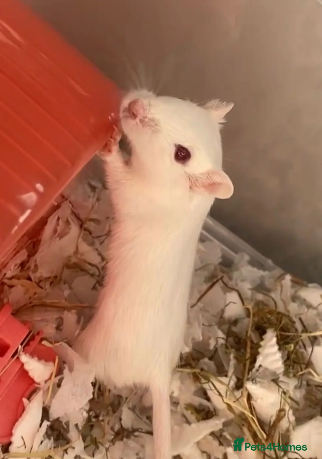 Gerbil rodents for sale: Pair of Male Gerbils in Amersham - Advert 2