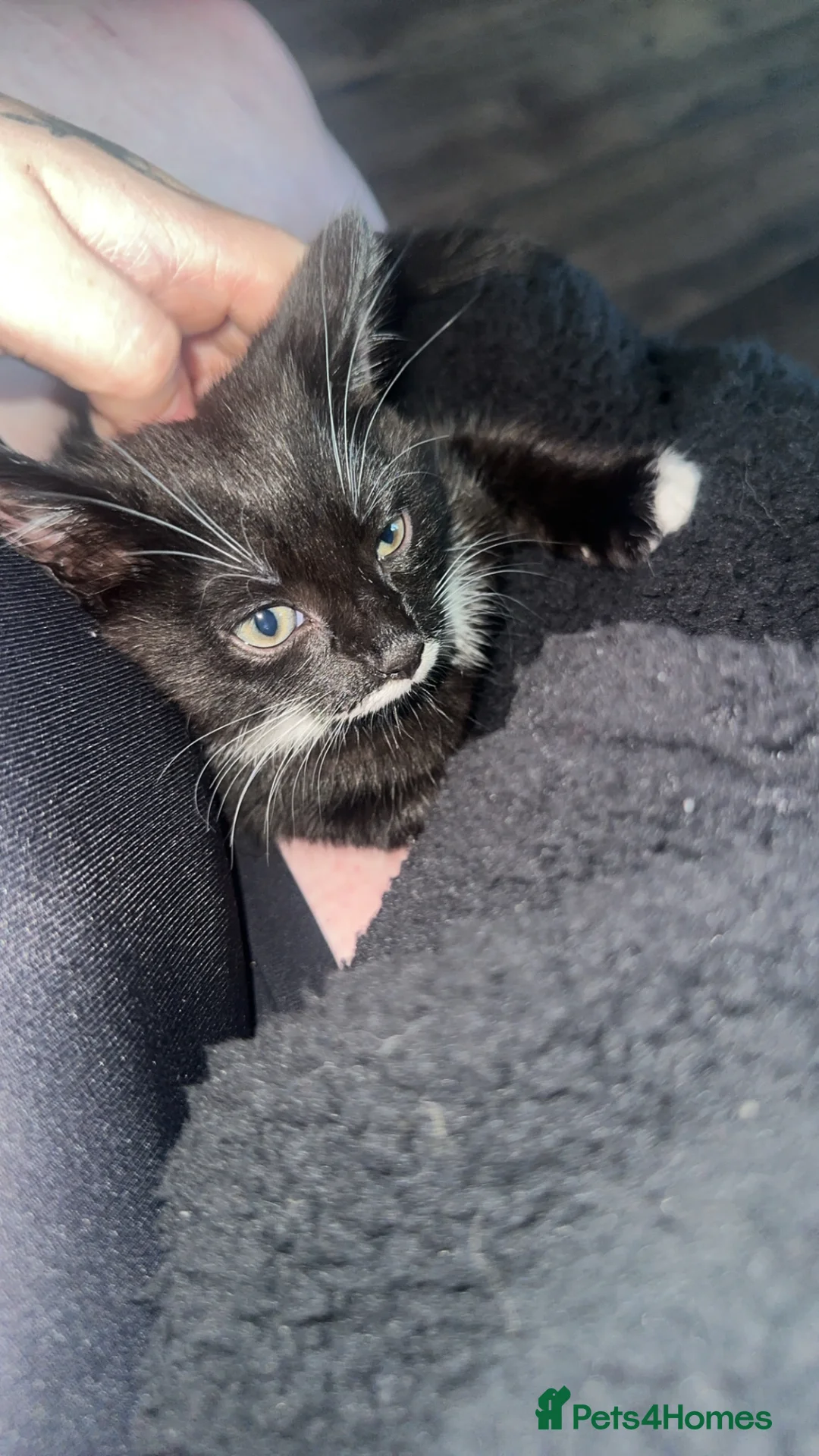 Mixed Breed cats for sale: Female Kitten  - Advert 1