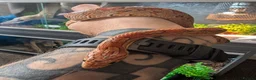 Corn Snake reptiles for sale: Corn Snake  - Advert 5