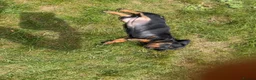 Miniature Dachshund dogs for sale: Miniature dachshund puppies  in Winchester - Advert 21