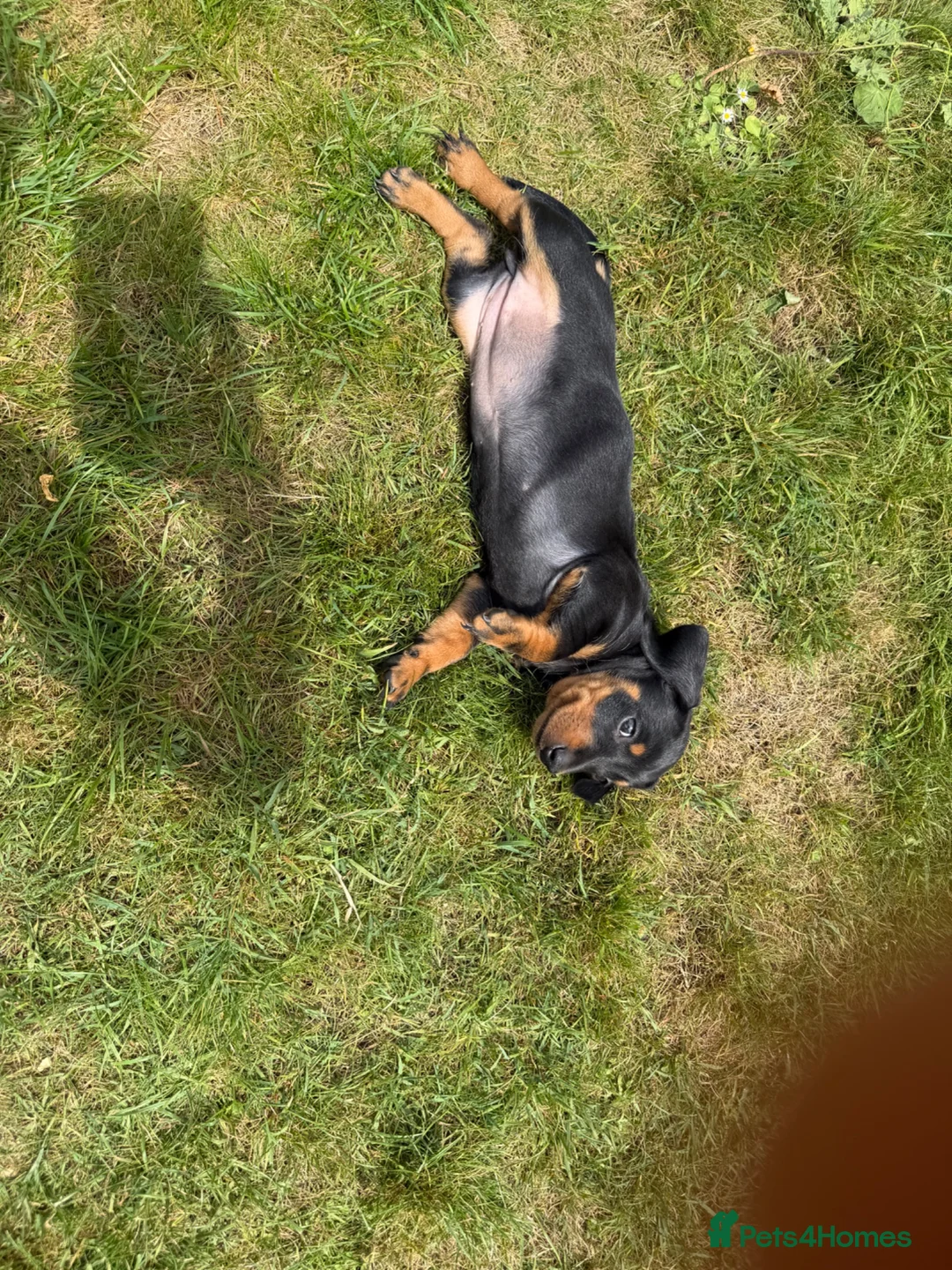 Miniature Dachshund dogs for sale: Miniature dachshund puppies  in Winchester - Advert 21
