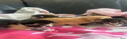 Mixed Breed cats for sale: Stunning Kittens - Advert 13