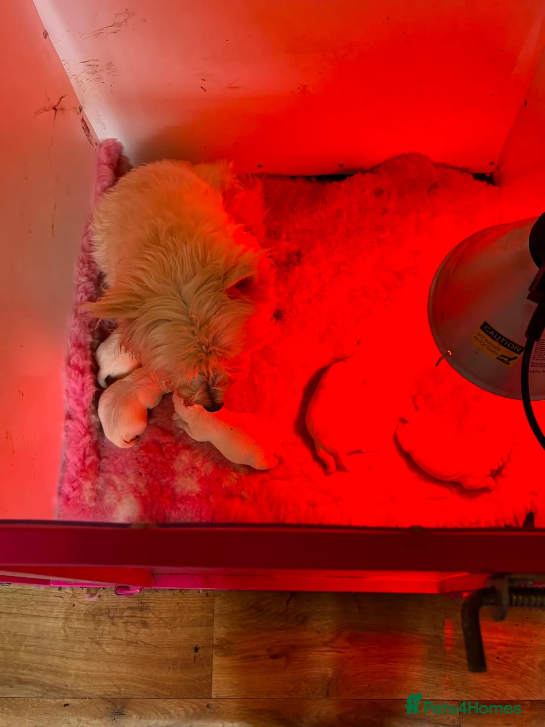 West Highland Terrier dogs for sale: 3 Beautiful West Highland Terrier Puppies  - Advert 5