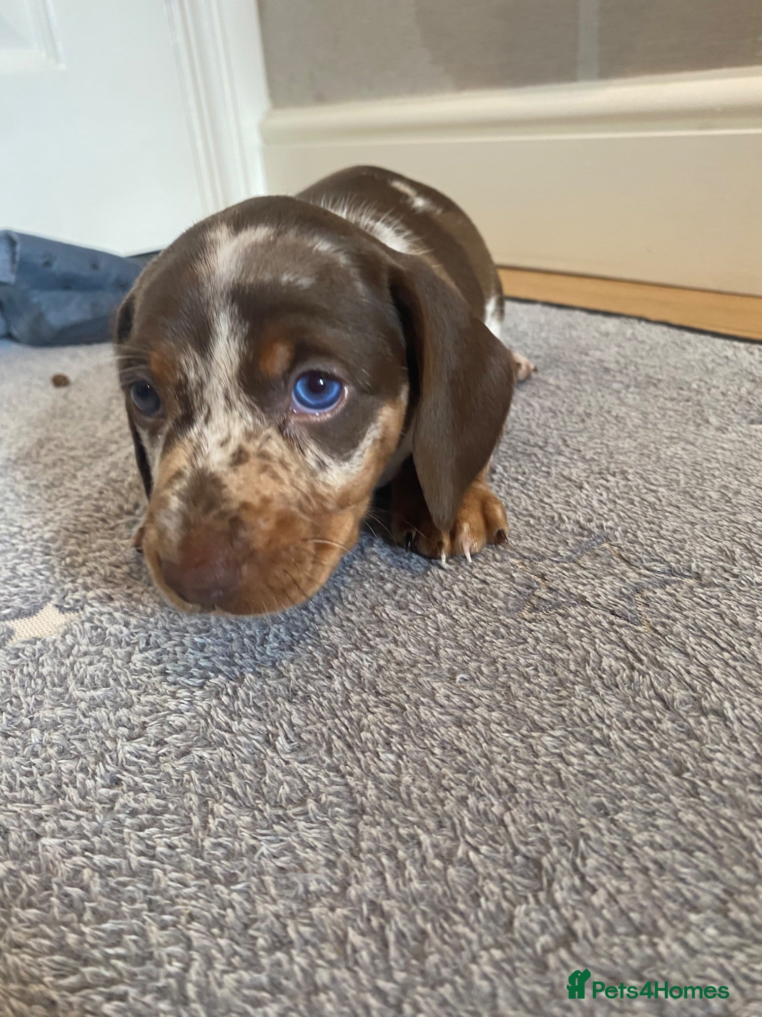 Miniature Dachshund dogs Stunning mini dach puppies - Advert 18