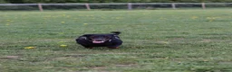 Dachshund dogs for sale: 4 year old spayed standard dachshund  - Advert 25