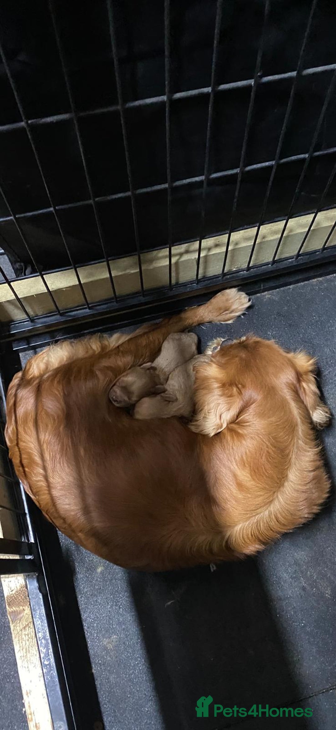 Cavapoo dogs for sale: Beautiful, stunning litter of toy cavapoos - Image 7